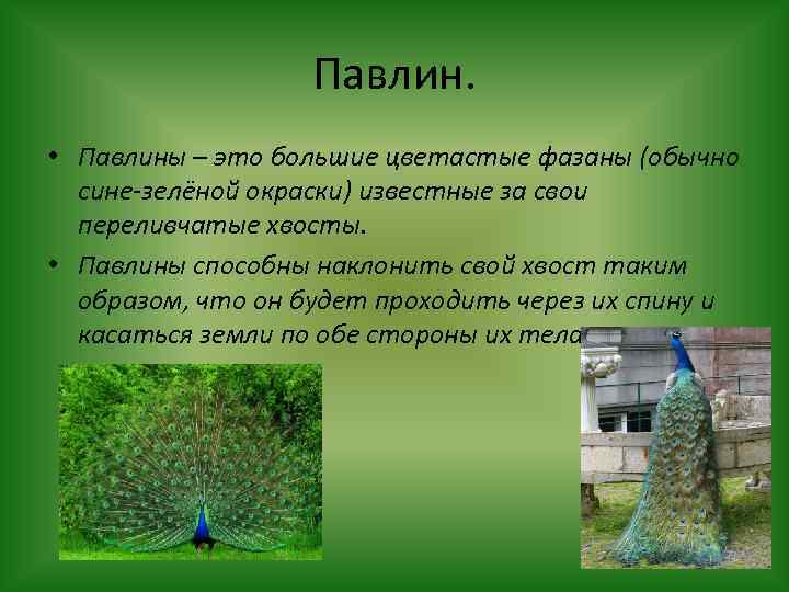 Павлин. • Павлины – это большие цветастые фазаны (обычно сине-зелёной окраски) известные за свои