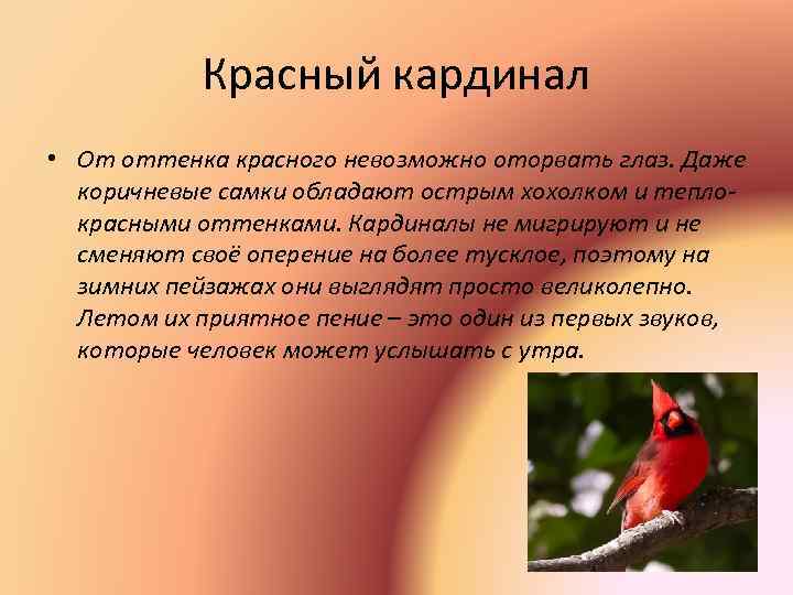 Красный кардинал • От оттенка красного невозможно оторвать глаз. Даже коричневые самки обладают острым