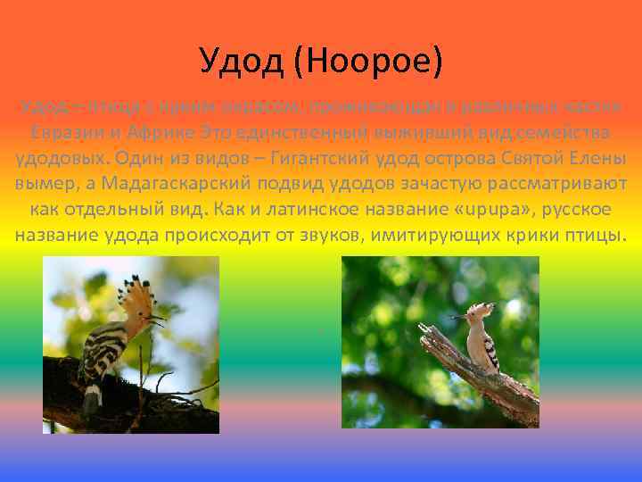 Удод (Hoopoe) Удод – птица с ярким окрасом, проживающая в различных частях Евразии и