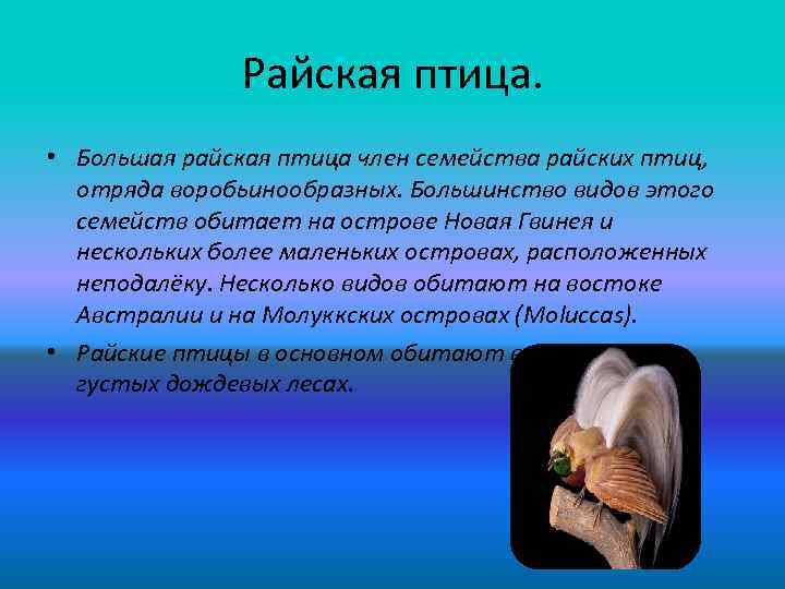 Райская птица. • Большая райская птица член семейства райских птиц, отряда воробьинообразных. Большинство видов