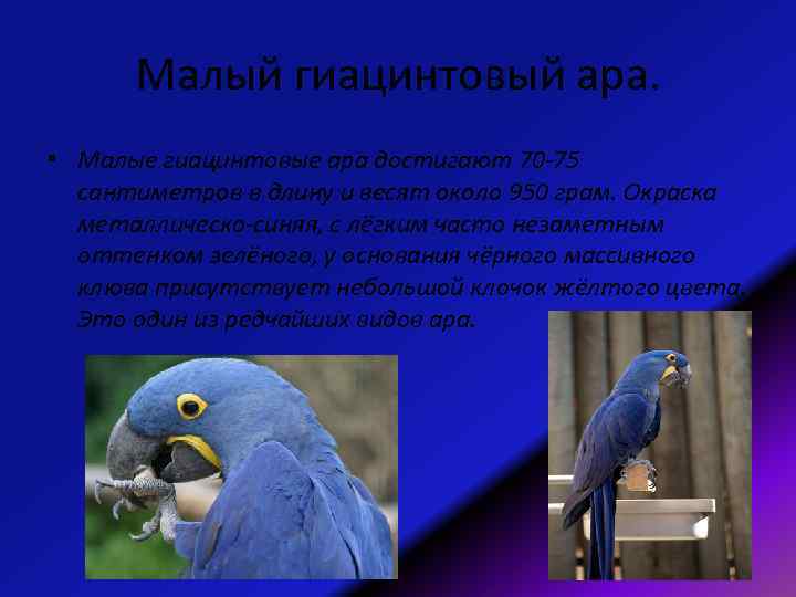 Малый гиацинтовый ара. • Малые гиацинтовые ара достигают 70 -75 сантиметров в длину и