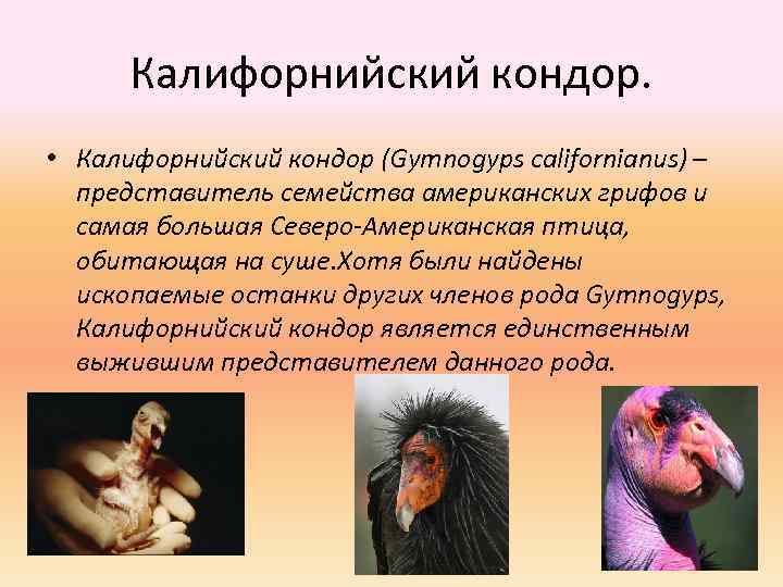 Калифорнийский кондор. • Калифорнийский кондор (Gymnogyps californianus) – представитель семейства американских грифов и самая