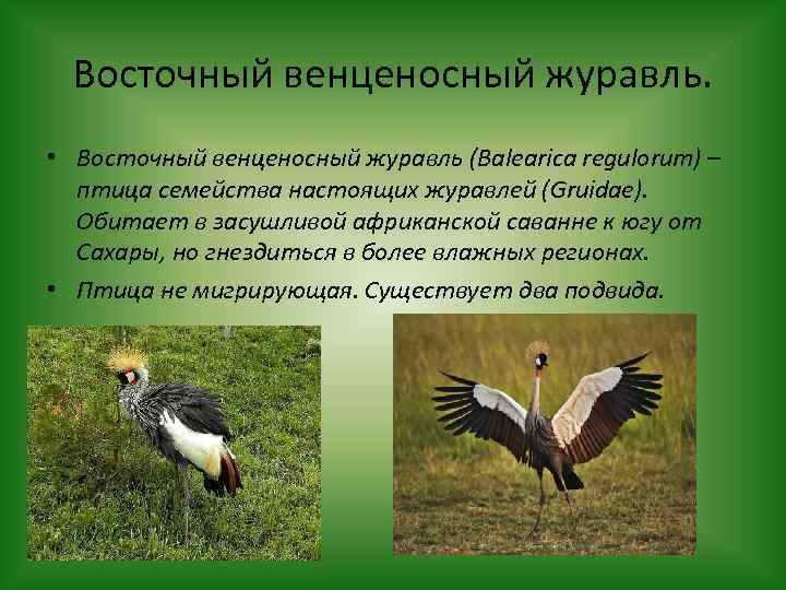 Восточный венценосный журавль. • Восточный венценосный журавль (Balearica regulorum) – птица семейства настоящих журавлей