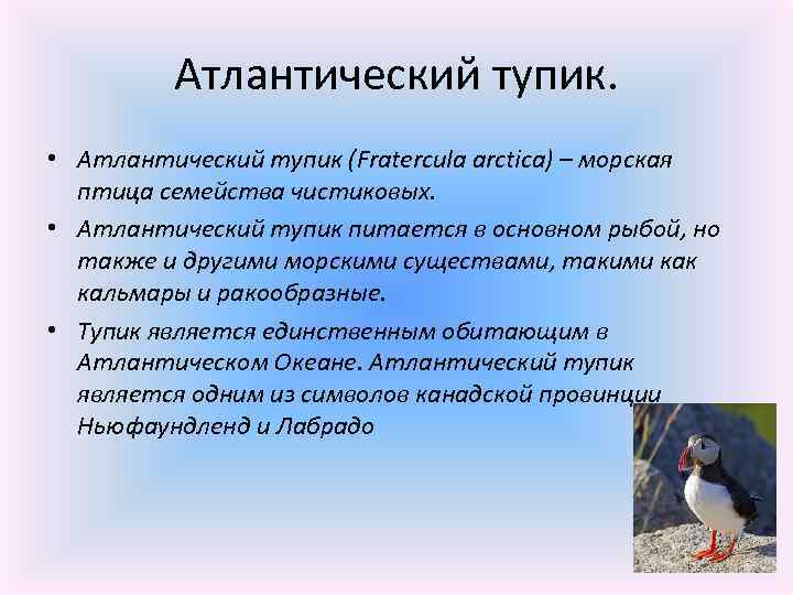 Атлантический тупик. • Атлантический тупик (Fratercula arctica) – морская птица семейства чистиковых. • Атлантический