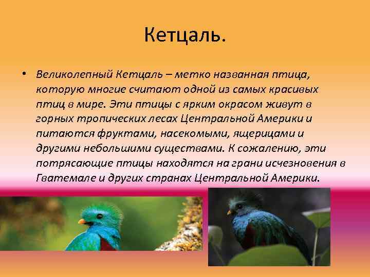 Кетцаль. • Великолепный Кетцаль – метко названная птица, которую многие считают одной из самых
