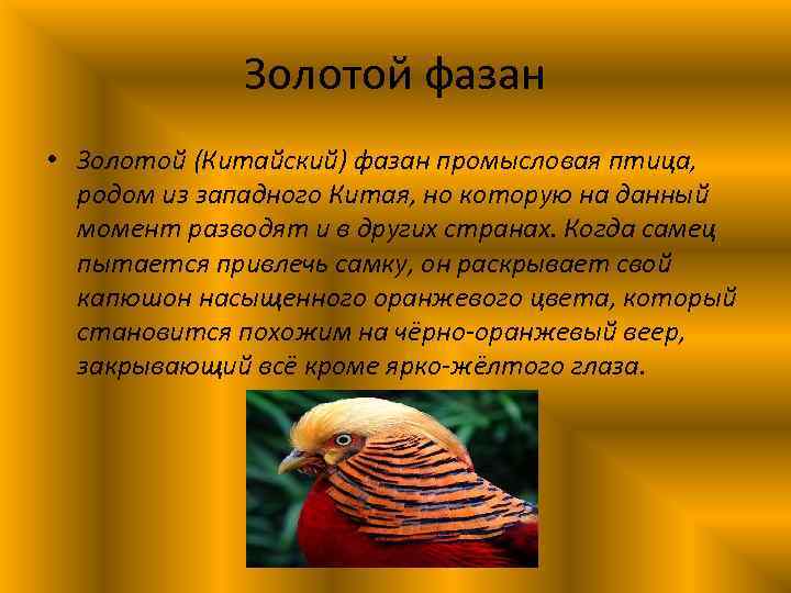 Золотой фазан • Золотой (Китайский) фазан промысловая птица, родом из западного Китая, но которую
