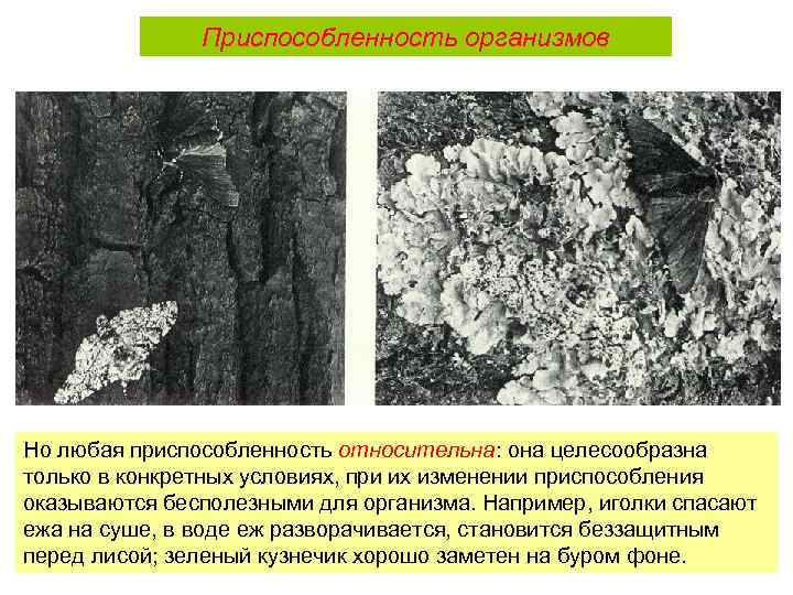 Приспособленность организмов Но любая приспособленность относительна: она целесообразна только в конкретных условиях, при их