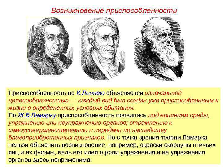 Возникновение приспособленности Приспособленность по К. Линнею объясняется изначальной целесообразностью — каждый вид был создан