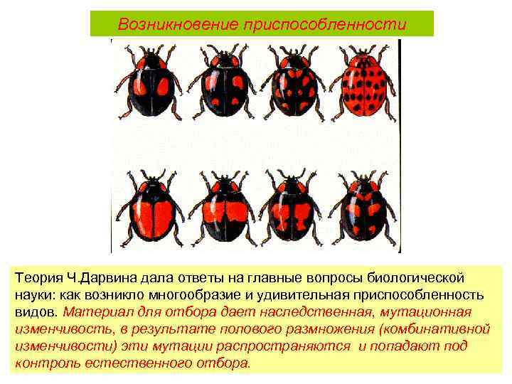 Возникновение приспособленности Теория Ч. Дарвина дала ответы на главные вопросы биологической науки: как возникло