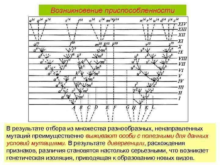 Возникновение приспособленности В результате отбора из множества разнообразных, ненаправленных мутаций преимущественно выживают особи с