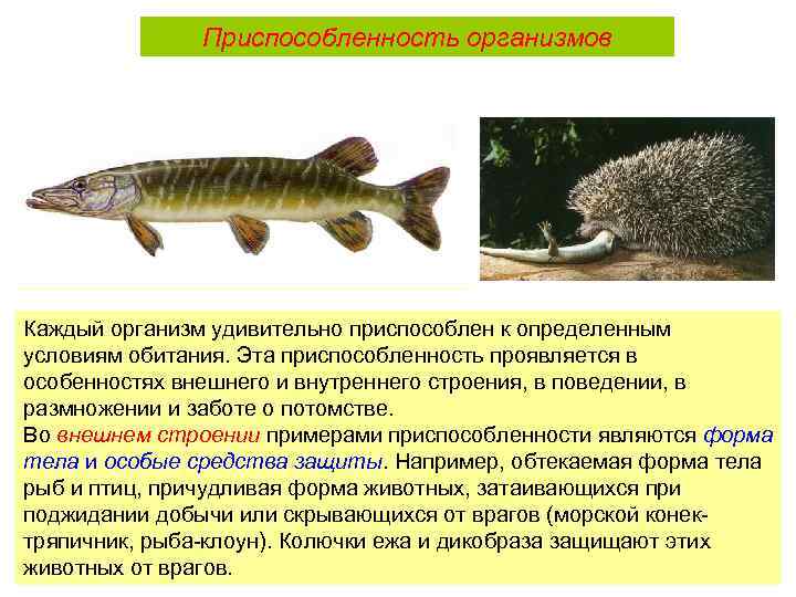 Приспособленность организмов Каждый организм удивительно приспособлен к определенным условиям обитания. Эта приспособленность проявляется в