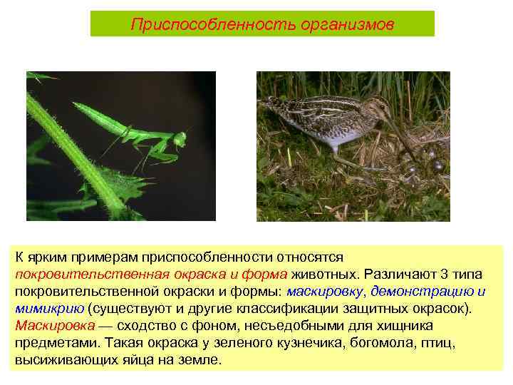Приспособленность организмов К ярким примерам приспособленности относятся покровительственная окраска и форма животных. Различают 3