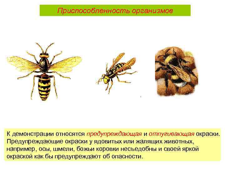 Приспособленность организмов К демонстрации относятся предупреждающая и отпугивающая окраски. Предупреждающие окраски у ядовитых или