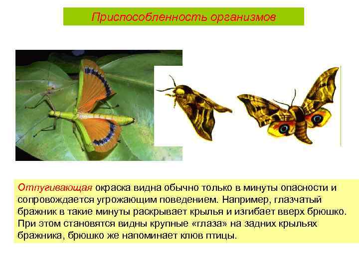 Приспособленность организмов Отпугивающая окраска видна обычно только в минуты опасности и сопровождается угрожающим поведением.