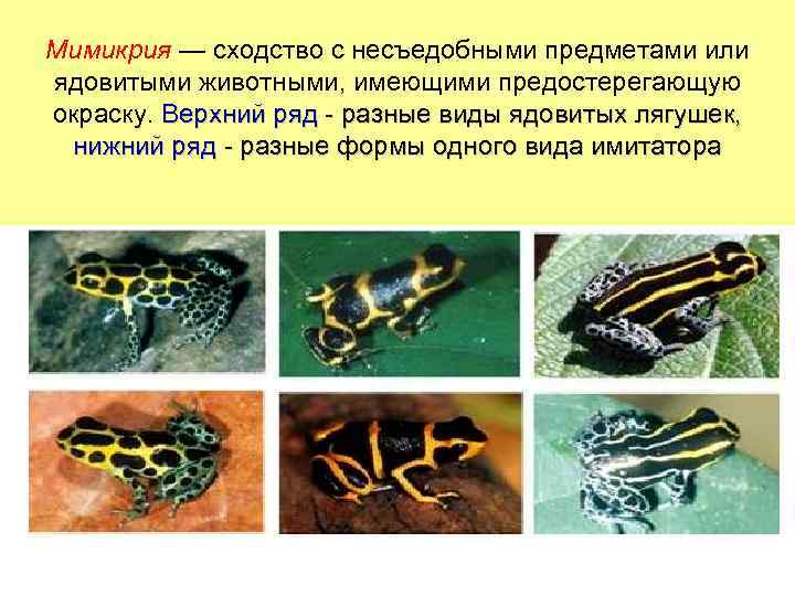 Мимикрия — сходство с несъедобными предметами или ядовитыми животными, имеющими предостерегающую окраску. Верхний ряд