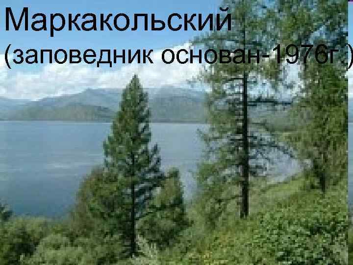 Маркакольский (заповедник основан-1976 г. ) 