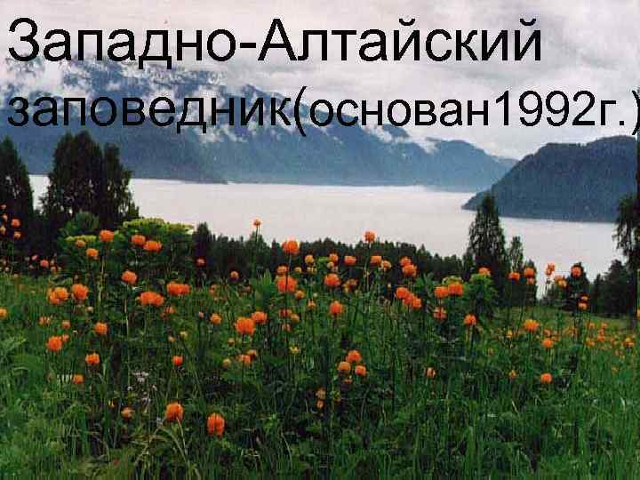 Западно-Алтайский заповедник(основан 1992 г. ) 