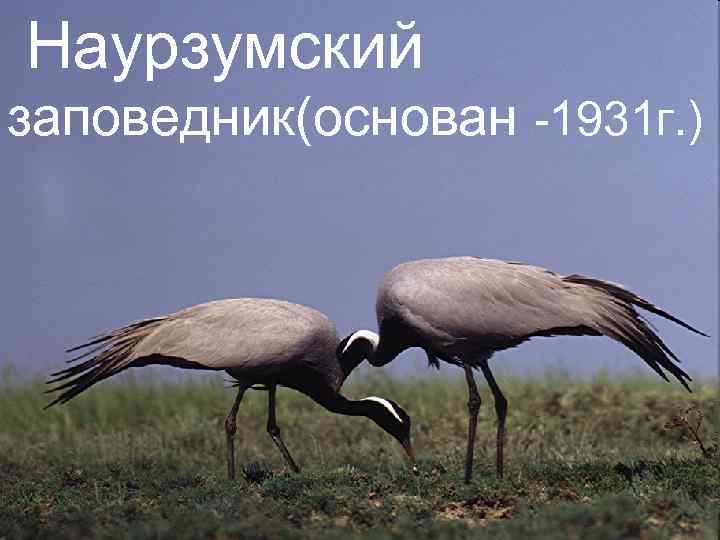 Наурзумский заповедник(основан -1931 г. ) 
