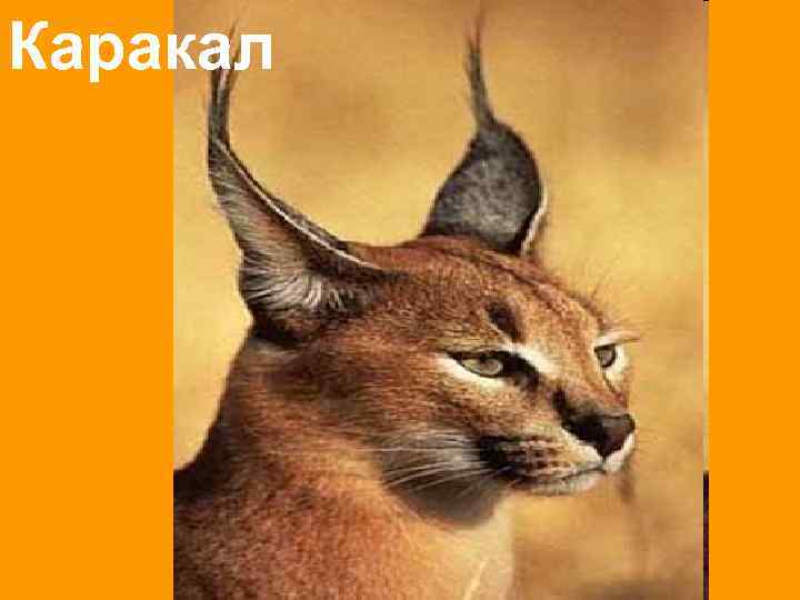 Каракал 