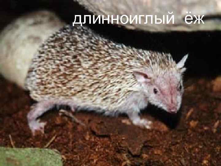 длинноиглый ёж 