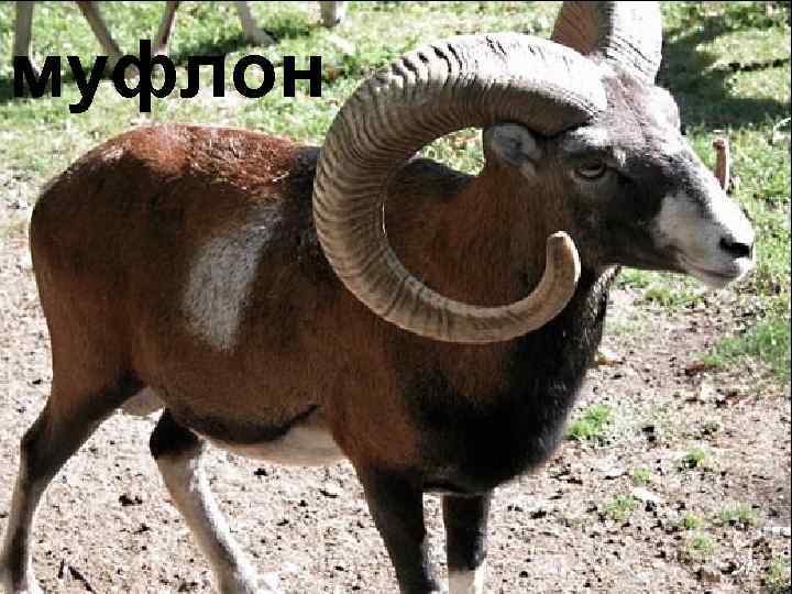 муфлон 