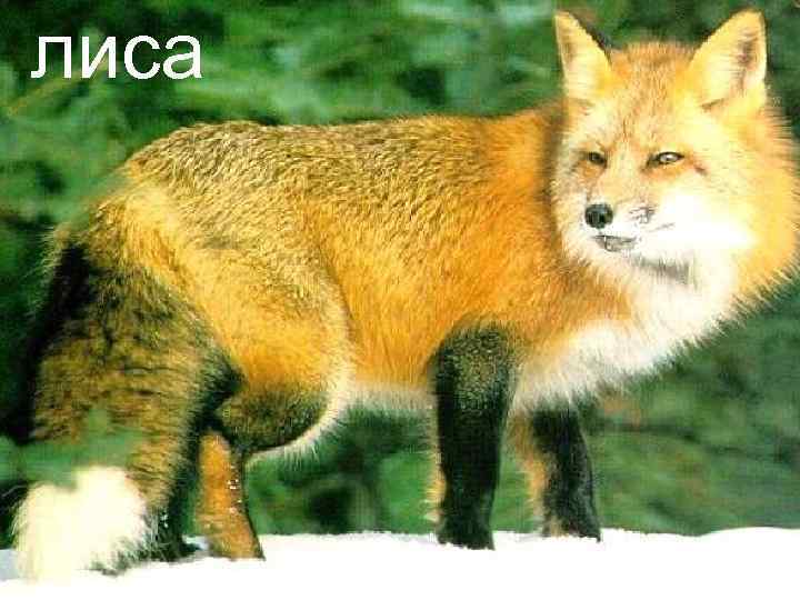 лиса 
