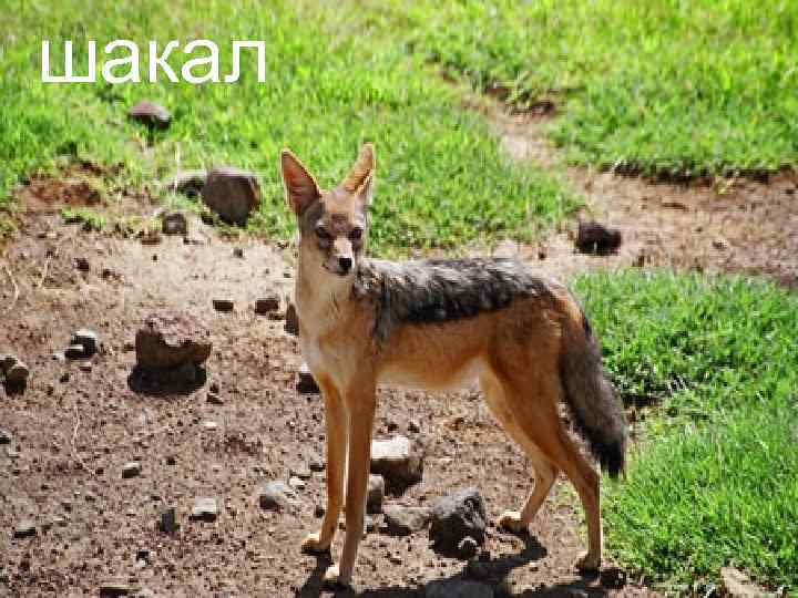 шакал 