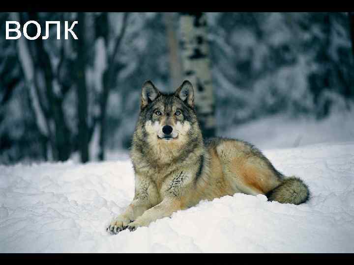 волк 