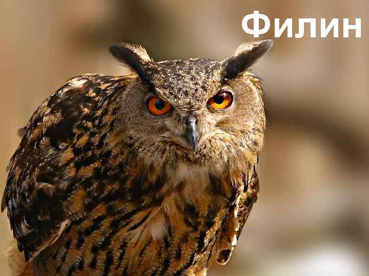 Филин 