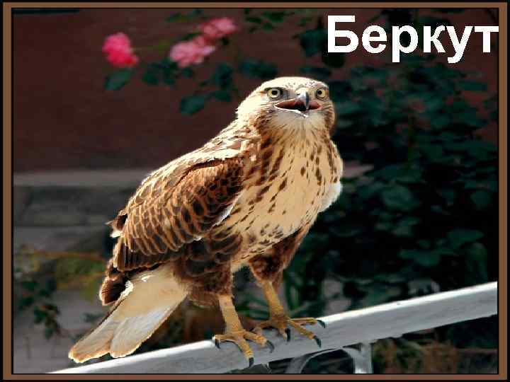 Беркут 