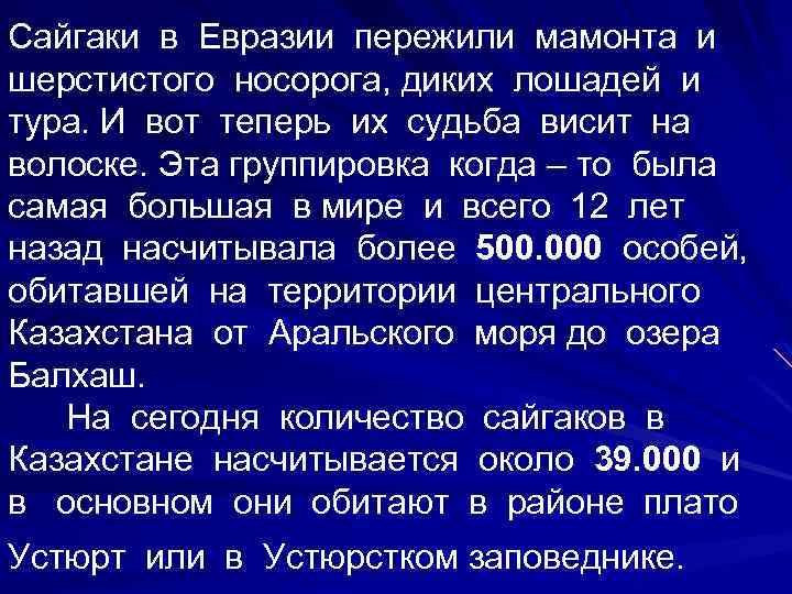 Сайгаки в Евразии пережили мамонта и шерстистого носорога, диких лошадей и тура. И вот