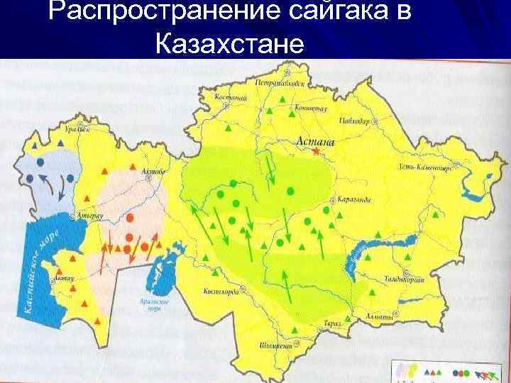 Распространение сайгака в Казахстане 
