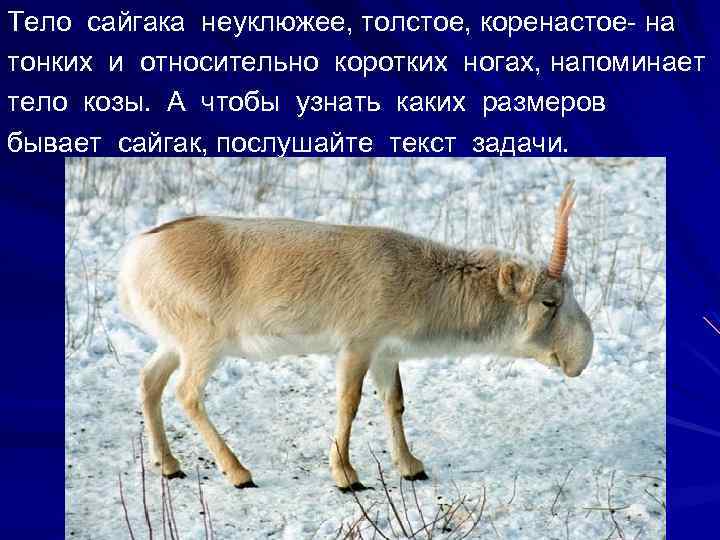 Тело сайгака неуклюжее, толстое, коренастое- на тонких и относительно коротких ногах, напоминает тело козы.