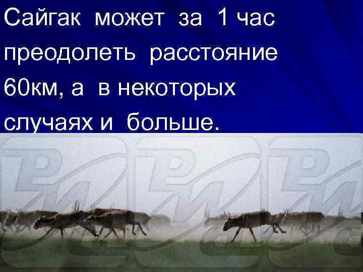 Сайгак может за 1 час преодолеть расстояние 60 км, а в некоторых случаях и