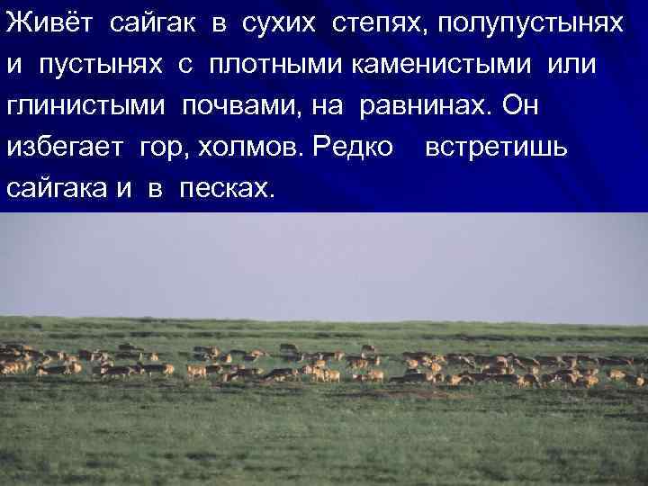 Живёт сайгак в сухих степях, полупустынях и пустынях с плотными каменистыми или глинистыми почвами,