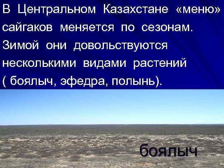 В Центральном Казахстане «меню» сайгаков меняется по сезонам. Зимой они довольствуются несколькими видами растений