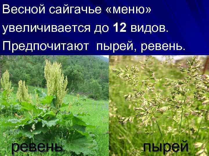 Весной сайгачье «меню» увеличивается до 12 видов. Предпочитают пырей, ревень пырей 