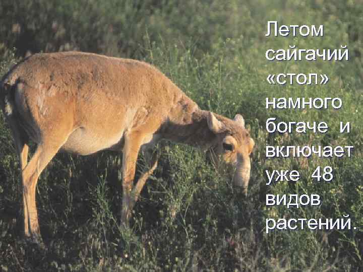 Летом сайгачий «стол» намного богаче и включает уже 48 видов растений. 