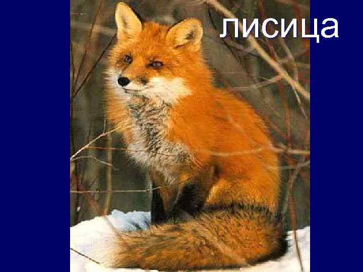 лисица Враги сайги 