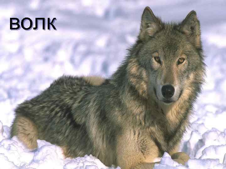 волк 