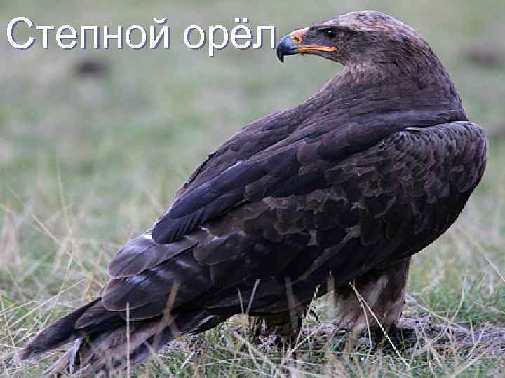 Степной орёл 