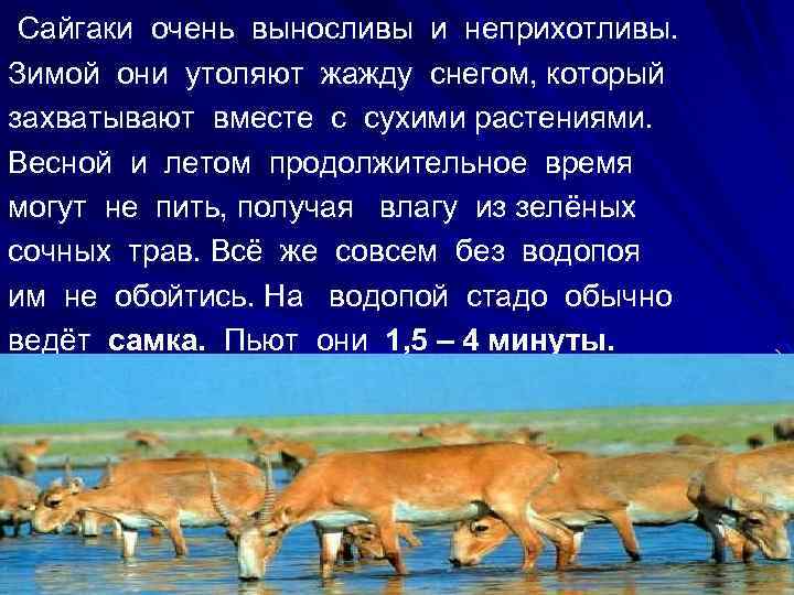 Сайгаки очень выносливы и неприхотливы. Зимой они утоляют жажду снегом, который захватывают вместе с