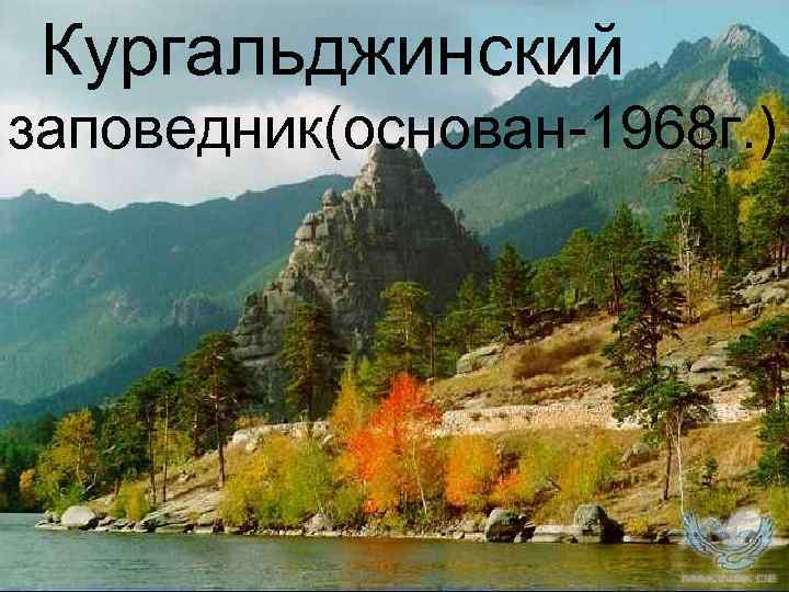 Кургальджинский заповедник(основан-1968 г. ) 