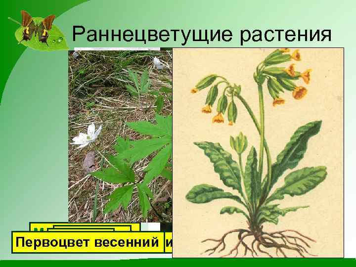 Раннецветущие растения Мать-и-мачеха Медуница Ландыш Ветреница дубравная Первоцвет весенний Подснежник 