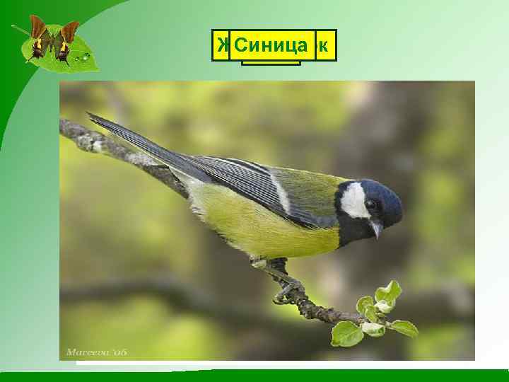 Жаворонок Скворец Синица Грач 