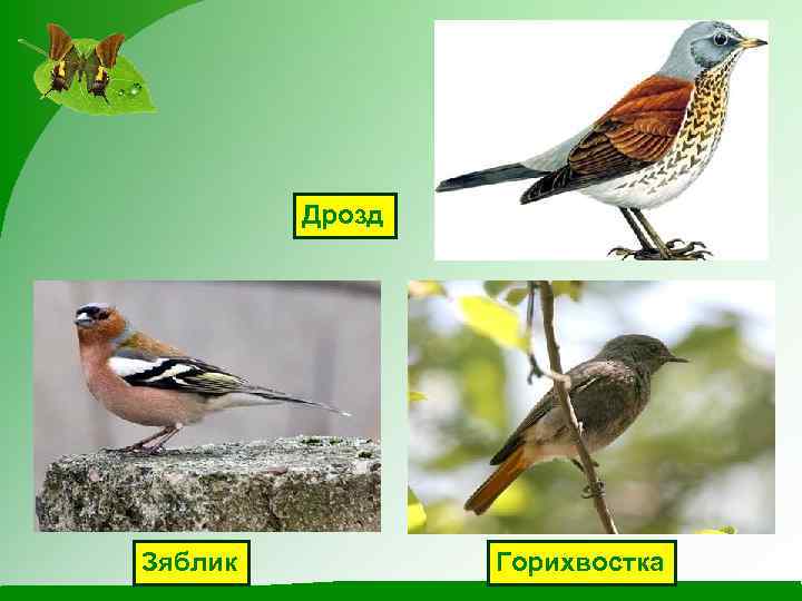 Дрозд Зяблик Горихвостка 