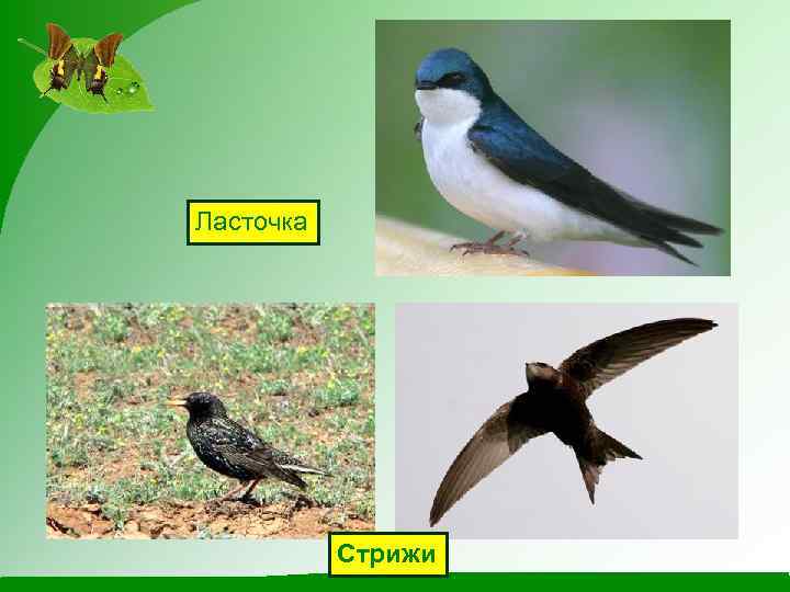 Ласточка Стрижи 