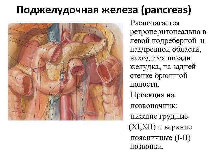 Поджелудочная железа (pancreas) Располагается ретроперитонеально в левой подреберной и надчревной области, находится позади желудка,