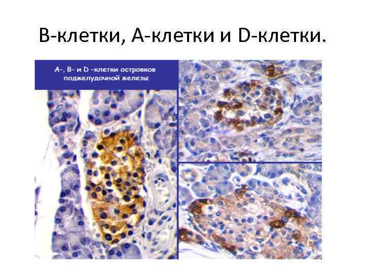 В-клетки, А-клетки и D-клетки. 