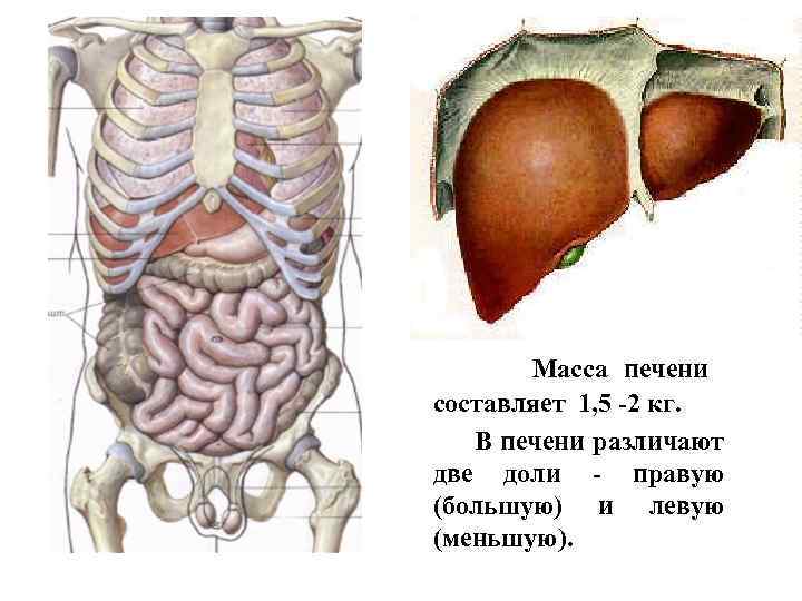 Масса печени составляет 1, 5 -2 кг. В печени различают две доли - правую